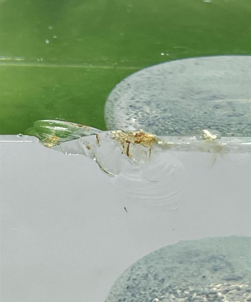 Nuutajärvi lasikuutio taide-esine, Oiva Toikka