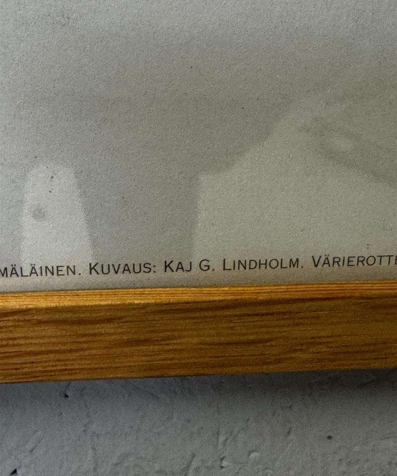 Taulu Tippet Shrimp valokuva kehyksissä