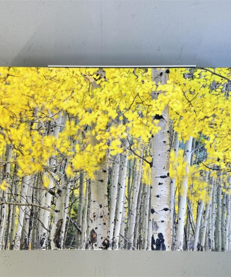 Isku Koivut 60x80 kanvaasi sisustus taulu