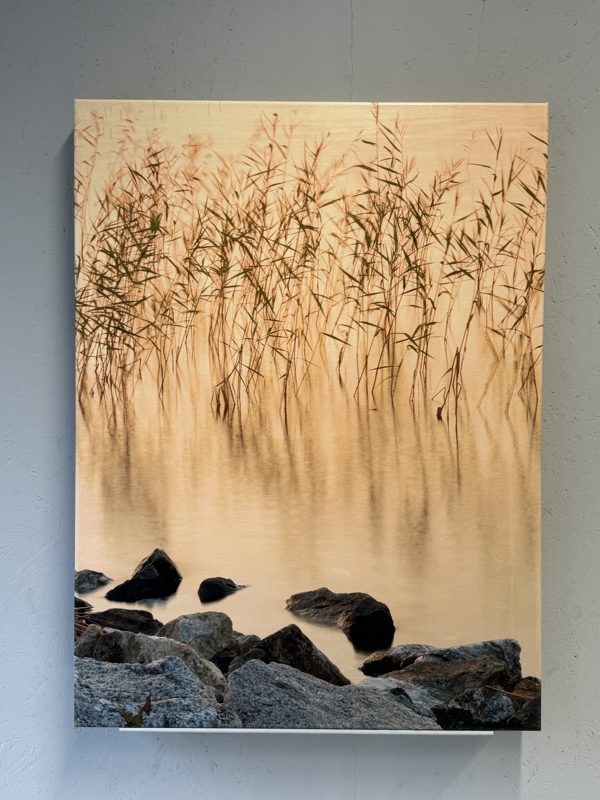 Isku Kaislat kanvaasi 60x80 sisustus taulu